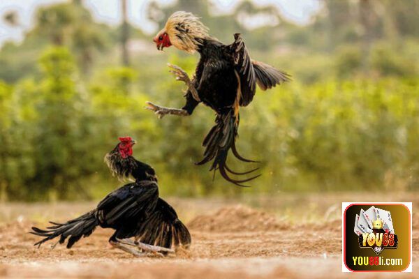 Tìm hiểu lý do tại sao cá cược đá gà luôn thua