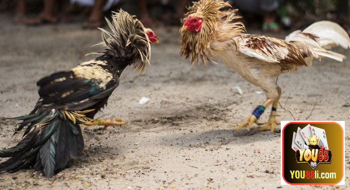 Các sư kê chia sẻ kinh nghiệm cá cược đá gà đỉnh nhất từ trước đến nay